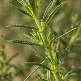Menthe des cerfs (Mentha cervina) — tige verte avec fines feuilles opposées, gros plan · Photo d'illustration
