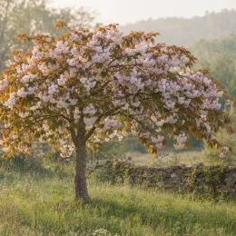 Cerisier du japon 'Shirofugen' (Prunus serrulata) — arbre ornemental en fleurs dans un pré