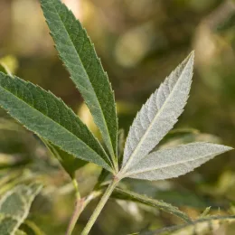 Gattilier de chine (Vitex negundo) — gros plan sur feuilles palmées vertes et duveteuses · Photo d'illustration