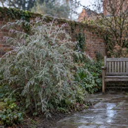 Ronce du tibet 'Silver fern' (Rubus thibetanus) — arbuste gracile aux tiges arquées près d'un banc · Photo d'illustration