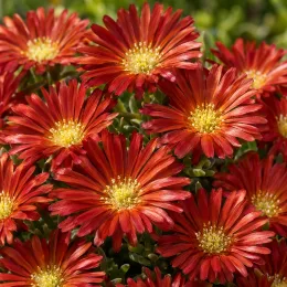 Pourpier vivace 'Nani forssmann' (Delosperma dyeri) — fleurs étoilées rouges serrées en gros plan · Photo d'illustration
