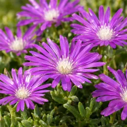 Pourpier vivace 'Canton loup' (Delosperma cooperi) — fleurs violettes étoilées sur tapis de feuillage vert · Photo d'illustration