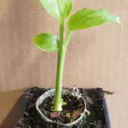 Gingembre du japon (Zinziber mioga) — jeune plant vert en pot de pépinière · Godet