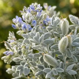 Bonjeanie 'Little boy blue' (Dorycnium hirsutum) — fleurs bleues et fruits duveteux sur feuillage gris
