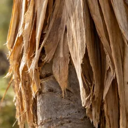 Yucca (Yucca periculosa) — gros plan de feuilles sèches fibreuses · Photo d'illustration