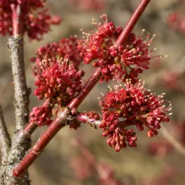 Érable rouge 'Rubrum' (Acer) — petites fleurs rouges groupées sur rameaux nus