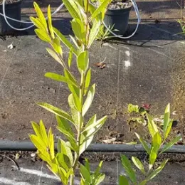 Thé du paraguay (Ilex paraguariensis) — jeune arbuste vert en pot sur sol de pépinière · Pot 2.5L