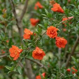 Grenadier à fleurs 'Gracilissima' (Punica granatum) — branche couverte de fleurs orange vives