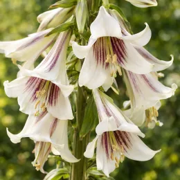 Lis géant de l'himalaya (Cardiocrinum giganteum) — gros plan sur grandes fleurs pendantes striées · Photo d'illustration