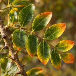 Poivrier (Zanthoxylum nitidum) — gros plan de feuilles luisantes sur tige épineuse · Photo d'illustration
