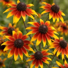 Rudbéckia à 3 feuilles 'Prairie glow' (Rudbeckia triloba) — fleurs bicolores jaune et orange en gros plan · Photo d'illustration