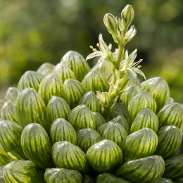 Succulente (Haworthia cymbiformis) — rosette dense de feuilles charnues translucides · Photo d'illustration