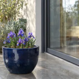 Iris nain naturalisable 'Louise' (Iris reticulata) — petites fleurs violettes en pot bleu vernissé sur terrasse · Photo d'illustration
