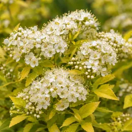 Spirée du japon 'Golden princess' (Spiraea japonica) — gros plan sur inflorescences blanches et feuillage · Photo d'illustration