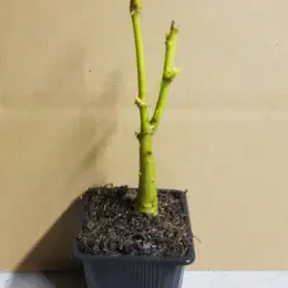 Corail (Erythrina cristagalli) — jeune plant ligneux en pot plastique noir · Godet