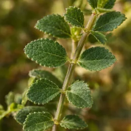 Sauge à petites feuilles 'Orange' (Salvia microphylla) — gros plan sur tige avec petites feuilles dentées
