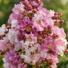 Lilas des indes 'Camaieu d ete r' (Lagerstroemia indica) — grappe dense de fleurs froissées roses et blanches