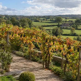 Cépage noir 'Pinot d'aunis' (Vitis vinifera) — treille couverte de grappes sombres dans un jardin · Photo d'illustration