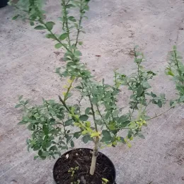 Citronnier caviar 'Pink crystal' (Citrus australasica) — jeune arbuste ramifié en pot de culture · Pot 2.5L Touffe