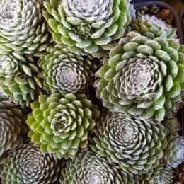 Joubarbe à rosette vert et blanc au centre 'Cotton candy' (Sempervivum) — gros plan de rosettes vertes aux centres blancs · Pot 2.5L
