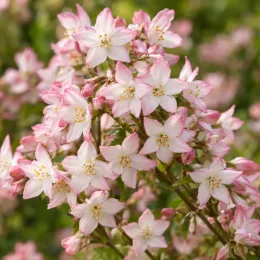 Deutziaprettistars 'Pink cloud' — grappes de petites fleurs étoilées roses et blanches