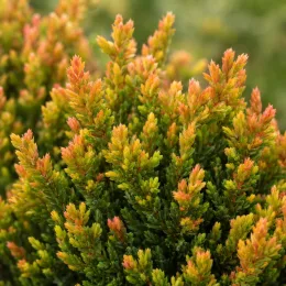 Bruyère commune 'Wickwar flame rose' (Calluna vulgaris) — ramifications denses aux extrémités jaunes et orangées