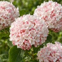 Viorne (Viburnum carcephalum) — gros pompons de petites fleurs rosées