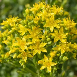 Orpin jaune 'Floriferum 'bracieux' (Sedum kamtschaticum) — inflorescence dense de petites fleurs jaunes · Photo d'illustration