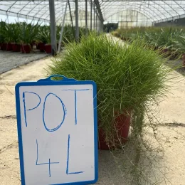 Gazon des mascareignes (Zoysia tenuifolia) — touffe dense de fines feuilles vertes en pot · Pot 4L