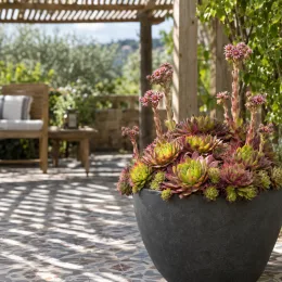 Joubarbe à rosette rose 'Pink pomelo' (Sempervivum) — succulente en pot avec hampes fleuries sur terrasse · Photo d'illustration
