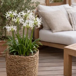 Lis de guernesey 'Alba' (Nerine bowdenii) — plante à fleurs blanches en panier tressé sur terrasse · Photo d'illustration
