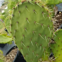 Figuier de barbarie (Opuntia) — raquette de cactus épineuse en pot de pépinière