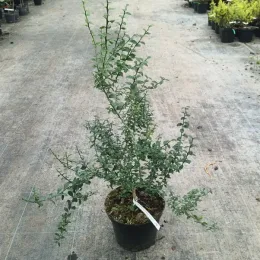 Citronnier caviar 'Pink crystal' (Citrus australasica) — arbuste ramifié au feuillage vert en pot noir · Pot 6L Touffe
