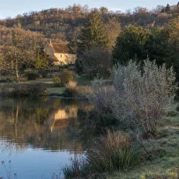 Saule à rameaux bleus (Salix irrorata) — arbustes au bord d’un étang devant une maison · Photo d'illustration