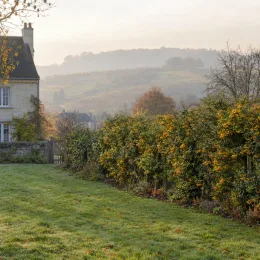Buisson ardent jaune 'Golden glow' (Pyracantha coccinea) — longue haie fruitée bordant une pelouse de jardin · Photo d'illustration