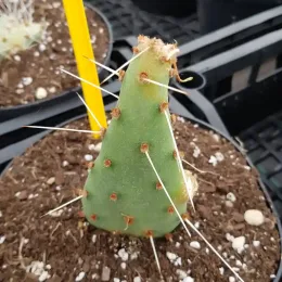 Figuier de barbarie 'Salmonea richter' (Opuntia phaecantha) — jeune cactus vert épineux en pot de culture · Pot 2.5L