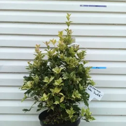 Osmanthe à feuilles variables 'Tricolor' (Osmanthus heterophyllus) — arbuste au feuillage panaché en pot noir · Pot 3L Touffe