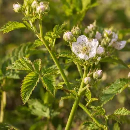 Murier 'Dirksen' (Rubus fruticosus) — tiges avec fleurs blanches et boutons floraux · Photo d'illustration