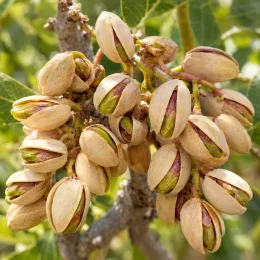 Pistachier vrai (Pistacia vera) — grappe de fruits mûrs ouverts sur l’arbre · Photo d'illustration