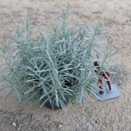 Lavande 'Edelweiss' (Lavandula angustifolia) — jeune plant gris vert en pot sur sol nu · Pot 2L