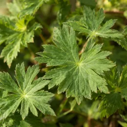Géranium bleue à coeur blanc 'rozanne' 'Gerwat' (Geranium) — gros plan sur feuilles vertes découpées · Photo d'illustration