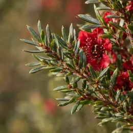 L’arbre à thé 'Rouge' (Leptospermum scoparium) — branche dense avec petites fleurs rouges ouvertes · Photo d'illustration