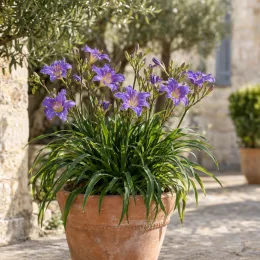 Hémérocalle 'Bleu violette' (Hemerocallis) — touffe fleurie violette en pot de terre cuite