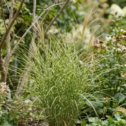 Miscanthus 'Little tiger' (Miscanthus sinensis) — touffe de graminée dressée dans un massif