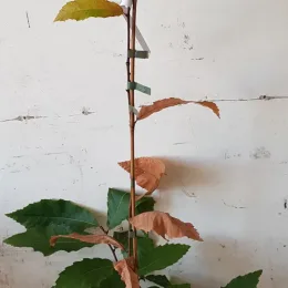 Châtaigner d’henry (Castanea henryi) — jeune plant dressé aux feuilles vertes et sèches · Pot 3L Baliveau