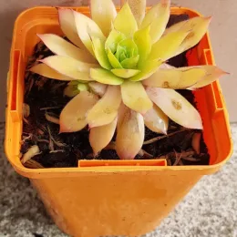 Joubarbe à rosette jaune orangé 'Gold nugget' (Sempervivum) — jeune plante succulente jaune en pot orange · Godet