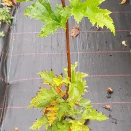 Alisier torminal (Sorbus torminalis) — jeune tige dressée avec feuillage vert dentelé · Pot 2L