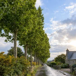 Platane à feuilles d'érable pyramidal 'Pyramidalis' (Platanus × hispanica) — alignement d'arbres élancés le long d'une route · Photo d'illustration
