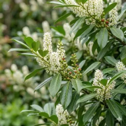 Laurier palme 'Col' (Prunus laurocerasus) — grappes de fleurs blanches et jeunes fruits rouges