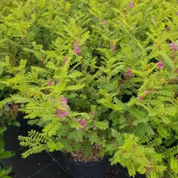 Indigotier rose 'Gerardiana' (Indigofera heterantha) — arbuste ramifié en pot avec fleurs roses · Pot 3L Touffe